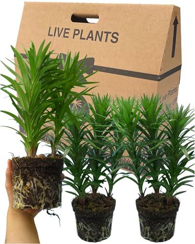 Lily Plants Outdoor Garden Ready - Grown in Large 1Ltr Pots, 3 Lilies Per Pot. Colourful Ornamental Asiatic Orange, Red &amp; Yellow Flowers. Perfect as a Centrepiece in Baskets, Tubs &amp; Patio Pots.